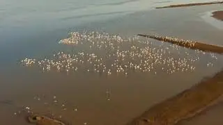 Migratory birds in Karnataka | Trailer
