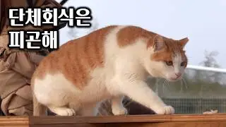 회식 다음 날 피곤한 고양이들