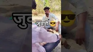 Juwari 😎 | जुवारी 😜 | Pratap CG Comedy Video | SP Clip #CGComedy#ChhattisgarhiComedy#CGShorts