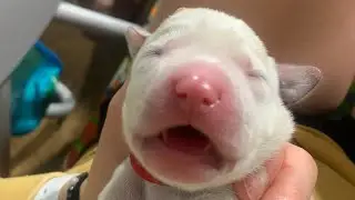 Lab Puppies LIVE STREAM Puppy Cam 27 May