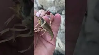 Crawfish bite for drum fish | How to hook crawdad or crawfish | August best bite | Mississippi River