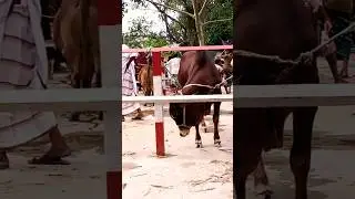 Aate Golu Aise # gorur Bazar # badho Bahu # Azhar Azhar Guru