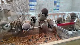 Воробьи в замедленной съемке - кормушка зимой.  #slowmotion