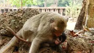 Monkey Princess weaning milk baby Prinston