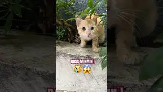 SCARED CAT MOMENT 😱 YOU WON&rsquo;T EXPECT THIS REACTION  #fyp #cute #trending #viral #viralshorts