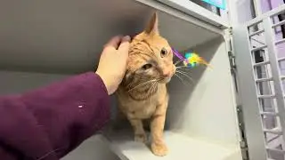 Sherbet Orangeade 246595, an amazing kitty😻