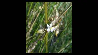Silene borysthenica, Agrostis gigantea, Crepis tectorum, Spergularia media, Asparagus verticillatus