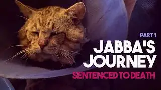Jabba the Garden Cat &ndash; Sentenced to Death, Given a Second Life