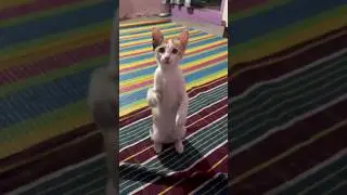 12 likes 😑 #cat #adoreble #babyanimal #trendingshorts #cute #sillycat #shorts #ytcat #trending
