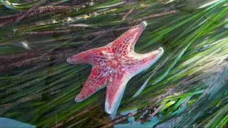 Leather Star (Dermasterias imbricata) navigates sea grass, low tide, Pillar Point