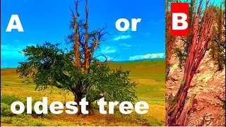 Methuselah OLDEST TREE LOCATION REVEALED, Bristlecone Pine, Schulman Grove