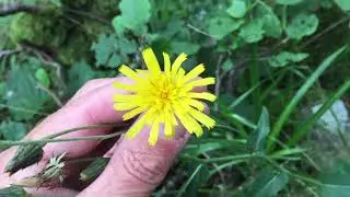Hieracium reticulatiforme Altnaharra