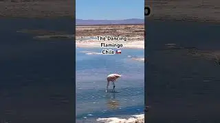 THE DANCING FLAMINGO IN CHILE 🇨🇱 #shorts