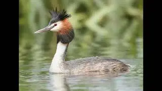 Great Crested Grebe Bird Call