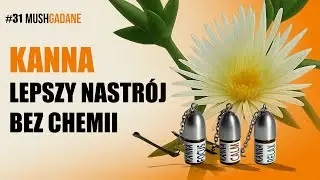 31# - 𝗞𝗔𝗡𝗡𝗔 &ndash; legalna alternatywa dla psychotrop&oacute;w? Roślinne MDMA?