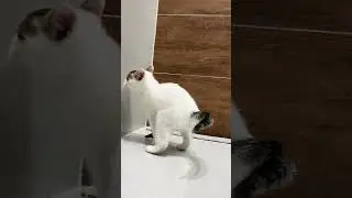 Usando o ralo   #gato #cats #foryou #funny #viral