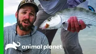 Fishing For Bonefish On A Lagoon In The Bahamas | Fish Or Die