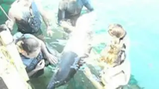 Bali Dolphin Interaction - www.balidolphininteraction.com