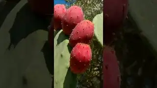Amazing Health Benefits of Eating Prickly Pear Cactus 🌵 You Must Try! #shorts #plants #farming