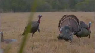 Southern Showdown from Florida to Mississippi in search of LONGBEARDS!