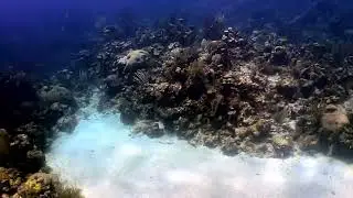Dive with West End Divers in Roatan Honduras diving Dixi\Half Moon Bay. August 2023