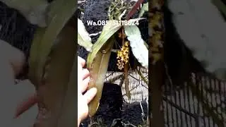 Anggrek lucu maleolla baliensis#anggrek #anggrekmalang #anggrekspesies #orchid #anggrekjadul