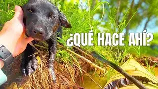 Salí a remar y terminé salvando a un cachorro en el río Paraná