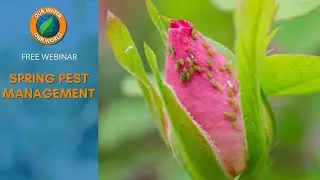 Spring Pest Management