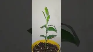 Limetta Rossa🌱🍊