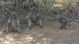 Parent Life in the Wild: Baboon Mom & Dad Need a Break