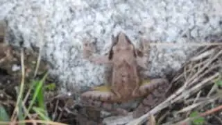 The Greek stream frog or simply Greek frog (Rana dalmatina)