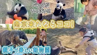 【中国南京の動物園】パンダ・エサやり体験がすごい！｜動物と近すぎるサファリパーク｜南京紫金山野生动物园｜日中夫婦｜中日夫妻｜親子で南京旅行ならココがオススメ！