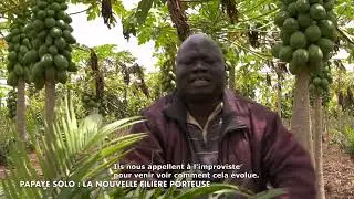 Papaye solo, la nouvelle filière à Houègbo qui attire le Monde et soutient l'économie locale