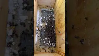 Our first hive loss 😞 #ytshorts #farming #beekeeping #indiana #winter