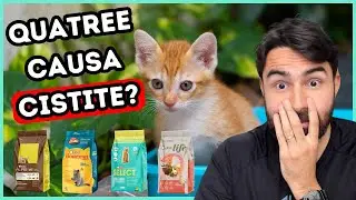 RA&Ccedil;&Atilde;O QUATREE CAUSANDO CISTITE EM GATOS?