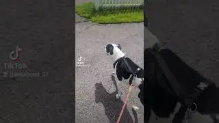 Afternoon walk #dogsofyoutube #doglife #blackandwhitedogs #walks #dog #missmollysworld
