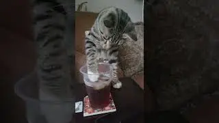 Lenny the cat loves to play with ice | Save Our Strays