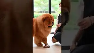 큰 형님 오셔따 / Chow Chow grooming ultimate fur care tips #DogGrooming #ChowChow #PetCare