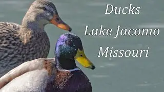 Ducks at Lake Jacomo
