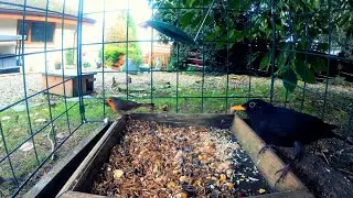 Holy Loch  wildlife, Dunoon, Scotland.
