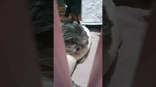 Our Mighty Zeus sleeping with his crocodile snoring😅🤣