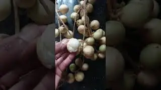 gaduguda❤️                               #shorts #viralvideo #fruits