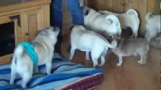 PUG ARMY