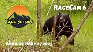 RAGECAM 6 - April 22 - May 27, 2023 TRAIL CAMERA REEL - BLACKTAIL DEER AND BEAR
