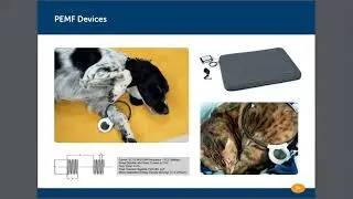 The use of tPEMF therapy in veterinary practice