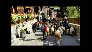 Zermatt Black and White Sheep herding