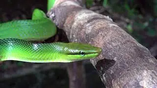 red-tailed racer