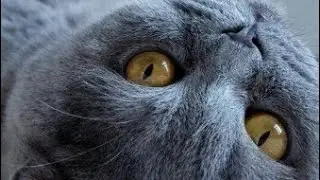 cat cleaning itself cute cat videos | funny cat videos cute pets compilation cat living tombstone