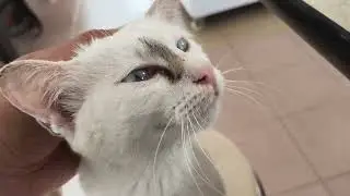 This cat has such beautiful eyes... 😺