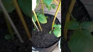 TESTER terreno PH , UMIDITA' , TEMPERATURA
